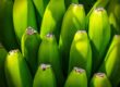 Hlapićev portal - o bananama