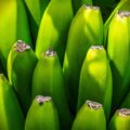 Hlapićev portal - o bananama