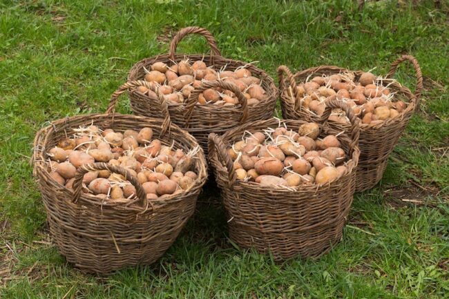 Hlapić – priča o krumpiru Hlapić - priča o krumpiru